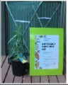 Butterfly LifeCycle