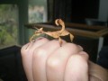 Stick Insect